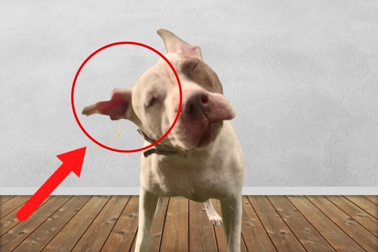 My Dog Is Restless and Won’t Sit Still [Explained]