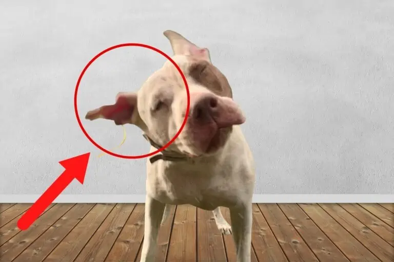 My Dog Is Restless and Won’t Sit Still [Explained]