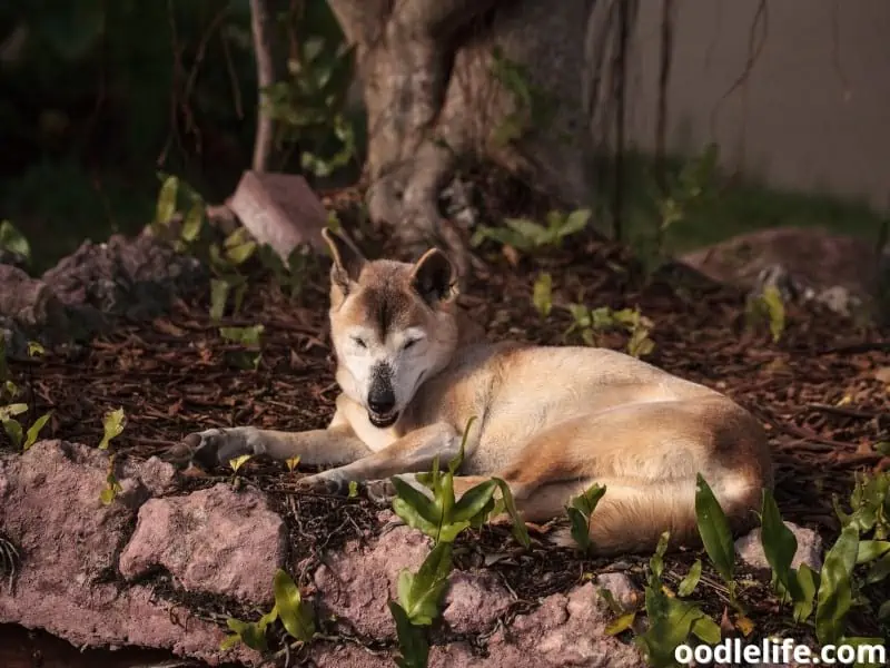 old new Guinea Singing dog