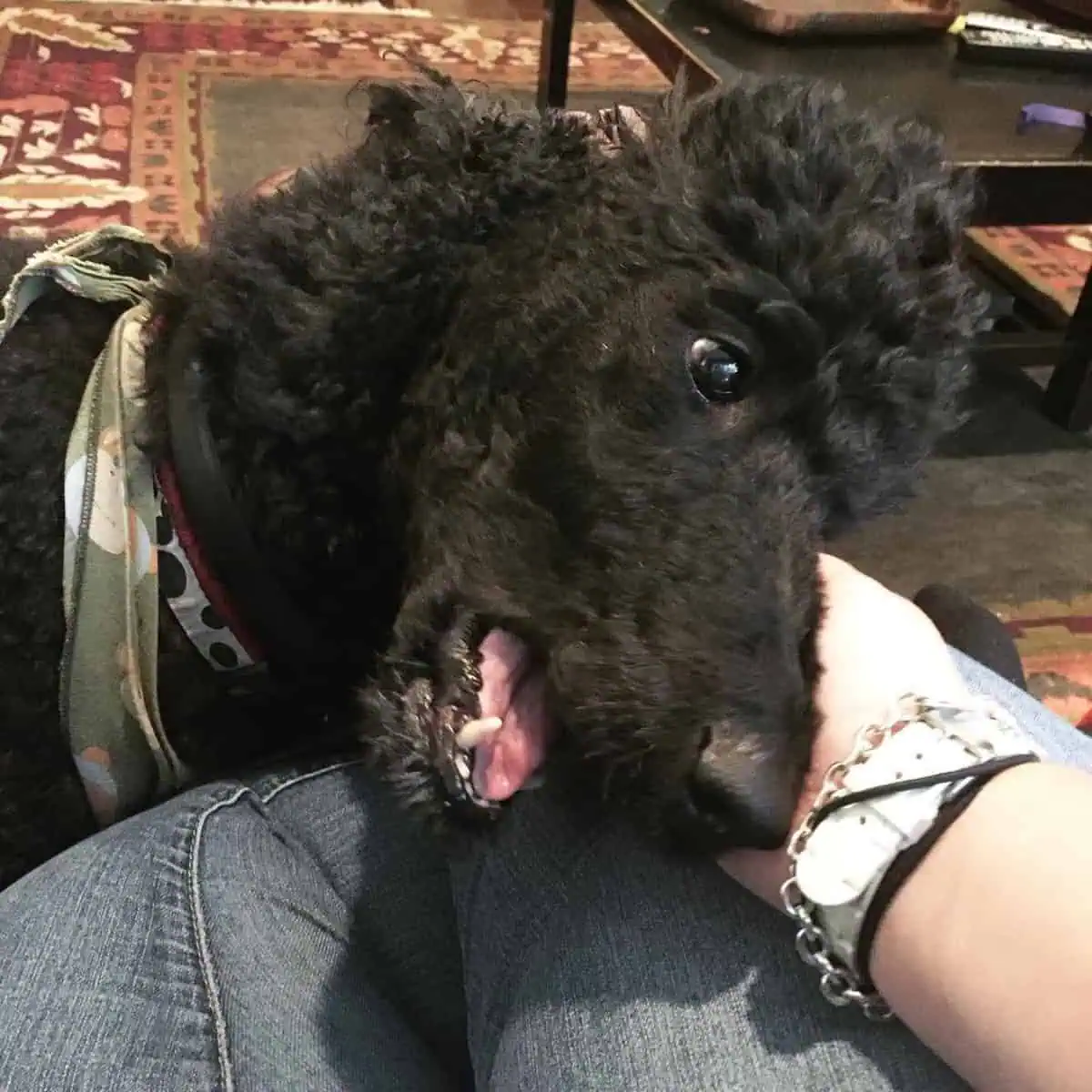 owner gives Poodle scratches