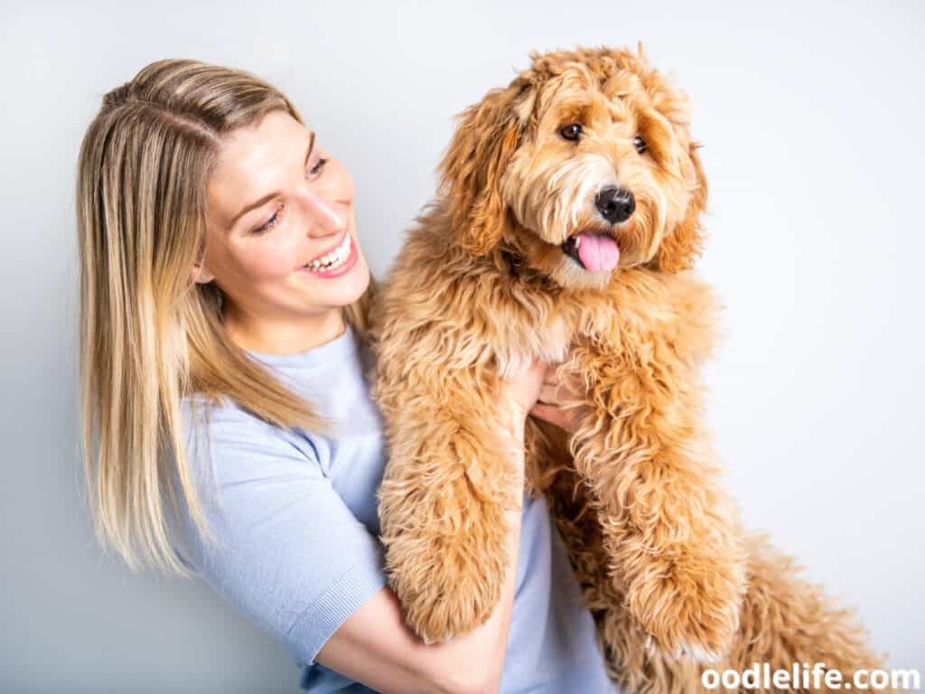 owner holding a golden Labradoodle