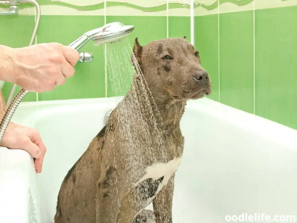 Pitbull puppy bath