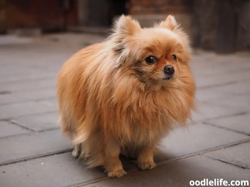 Pomeranian anxious looking