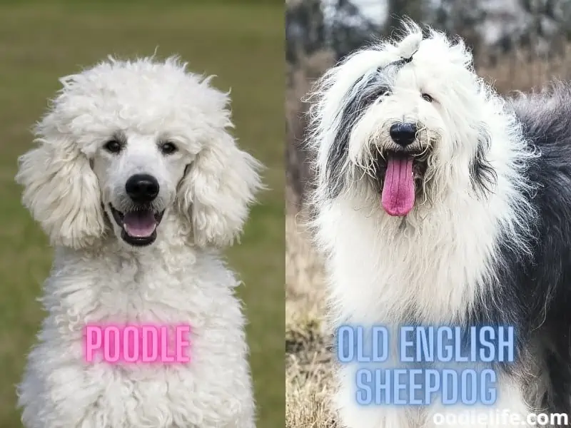 Poodle and English Sheepdog