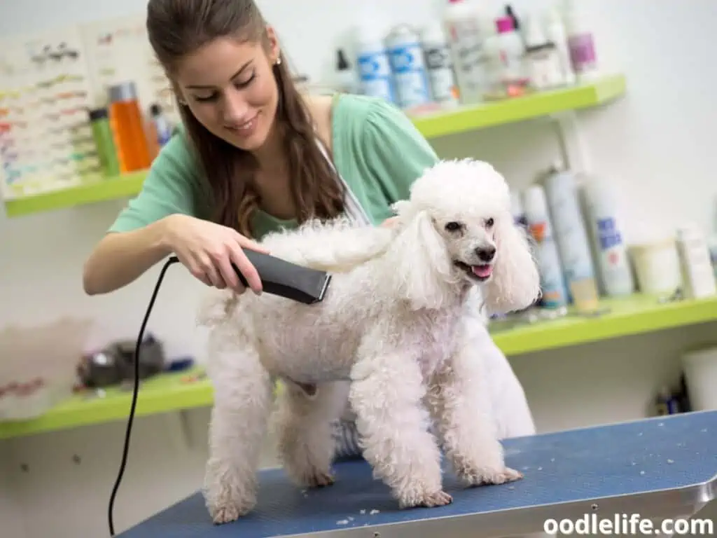 Poodle haircut