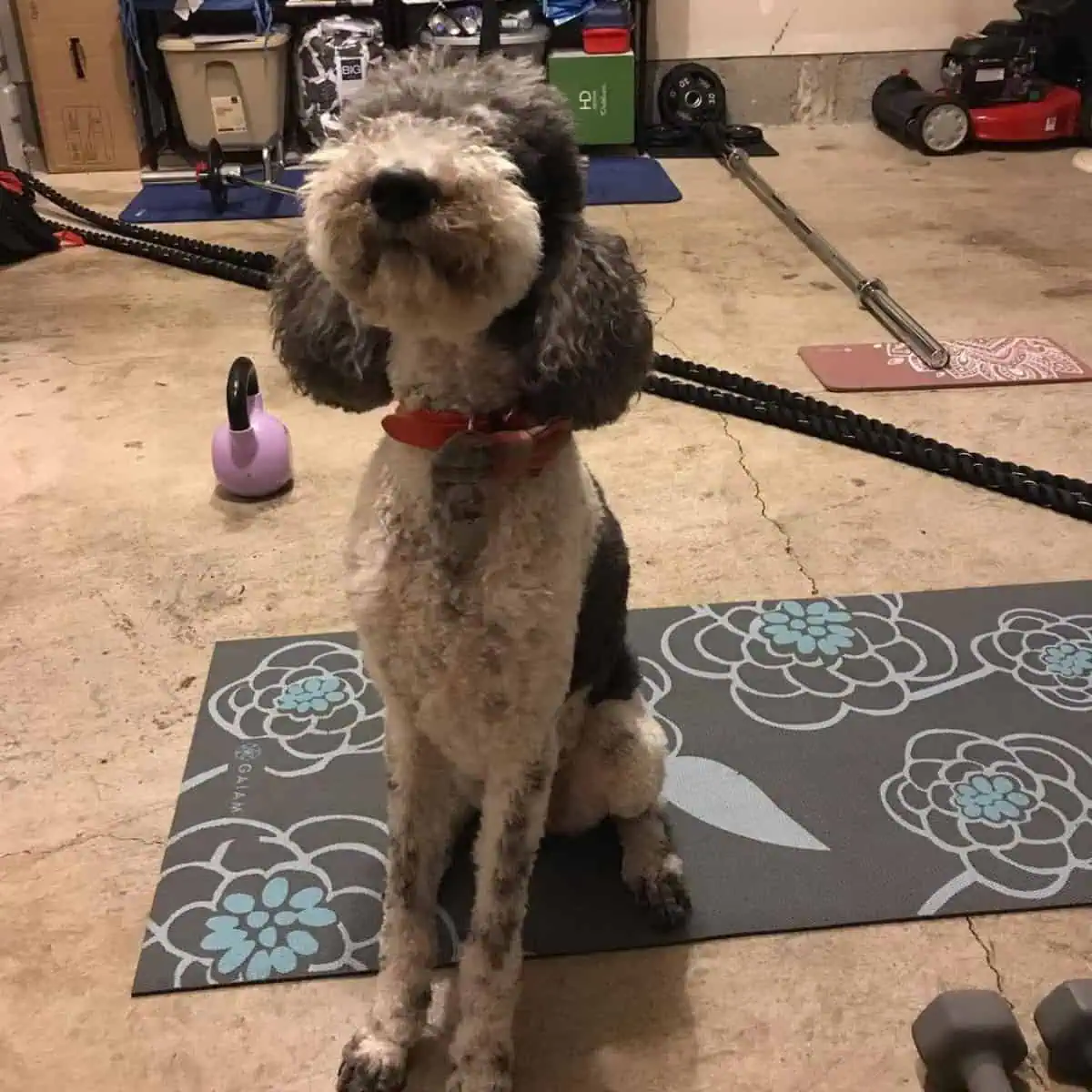 Poodle howling inside the house