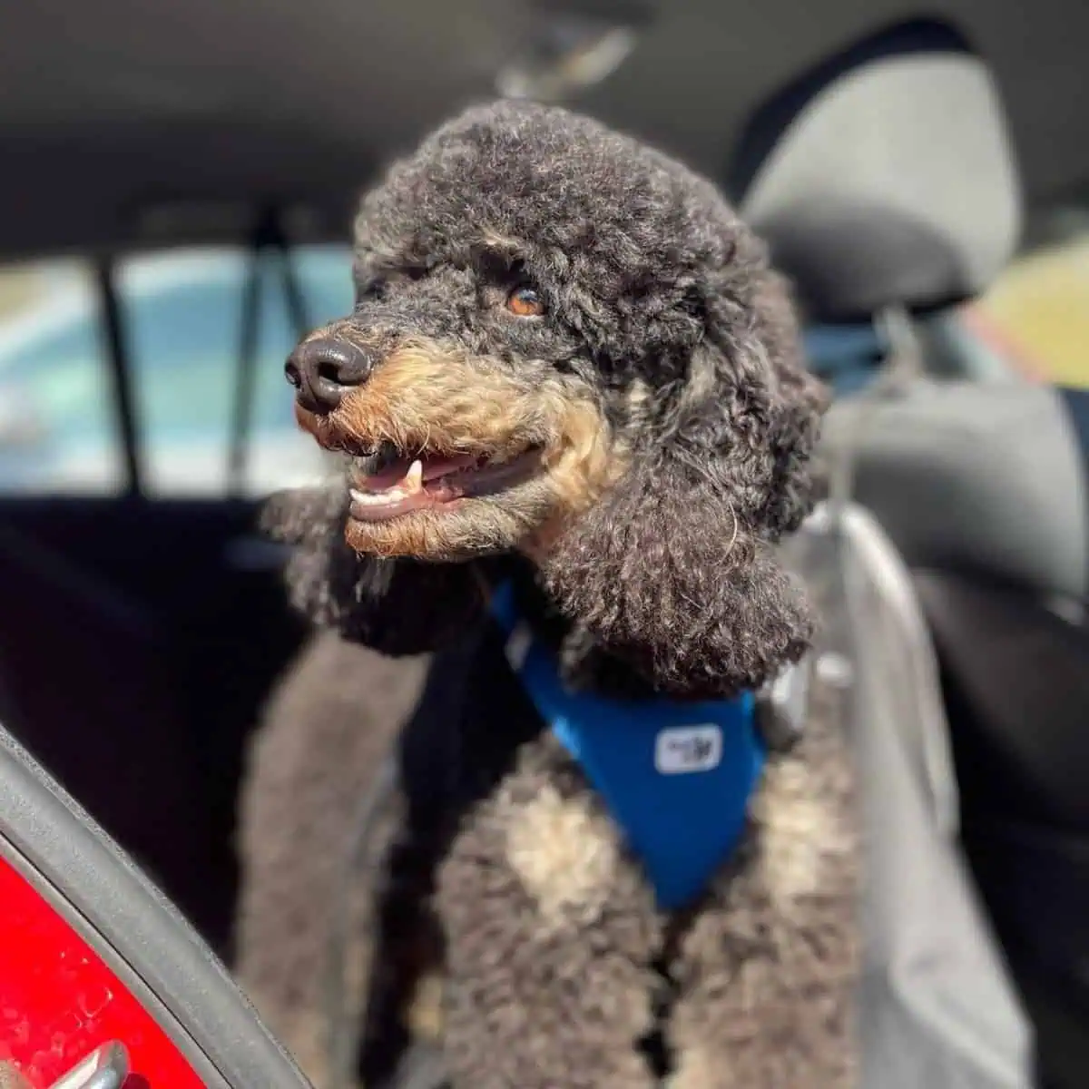 Poodle on car ride