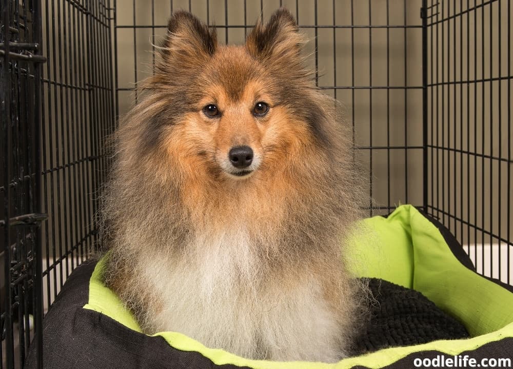 Dog Crate For Car Backseat