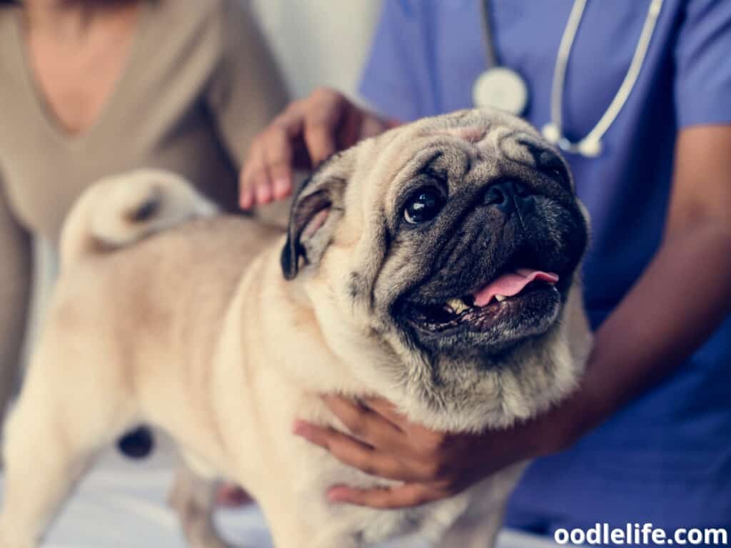 Pug in a vet clinic