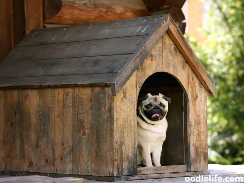 pug kennel