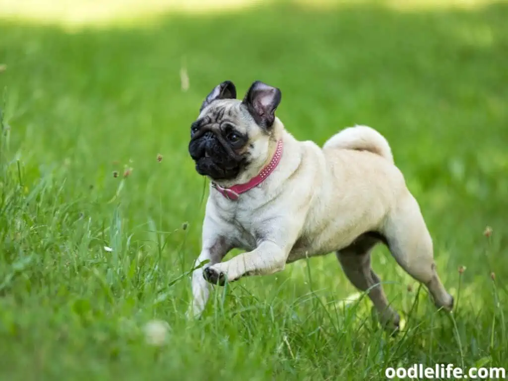 Pug runs