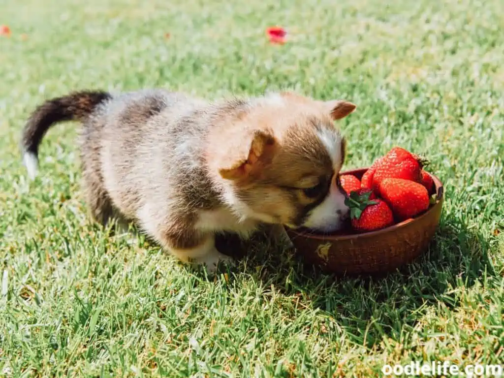 puppy eat fruit