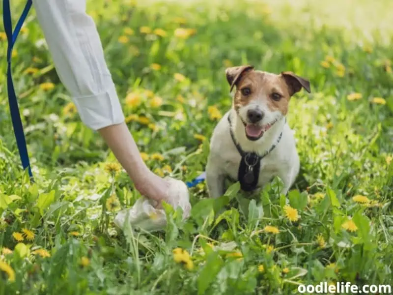 puppy owner picks poop