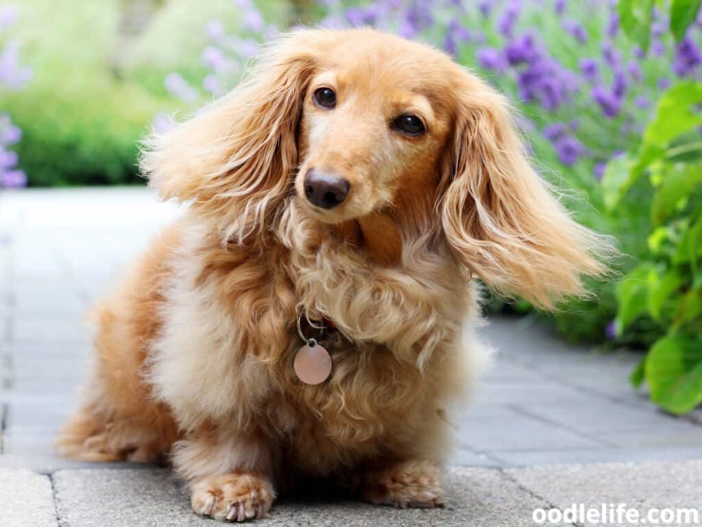 purebred English Cream Colored Dachshund