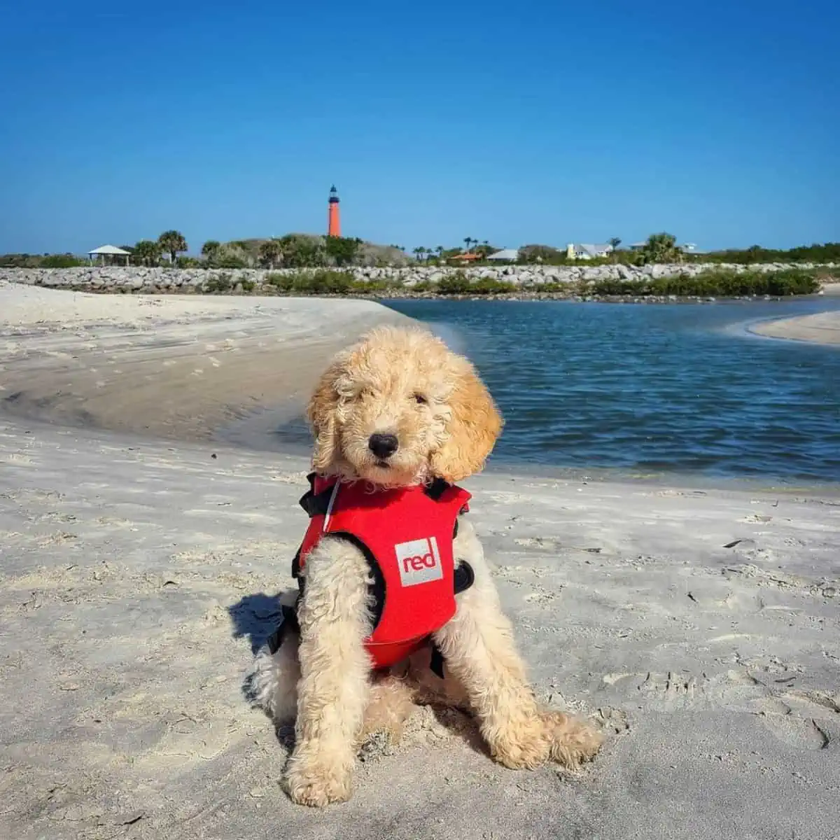 ready Goldendoodle for a swim