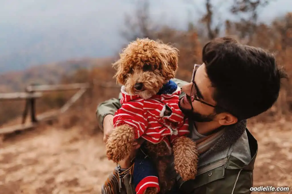 Poodle in a raincoat being held by man in a raincoat