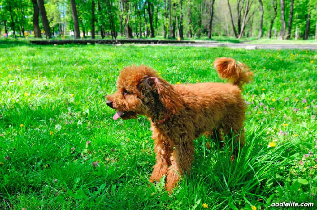 red poodle puppy on vibrant green grass
