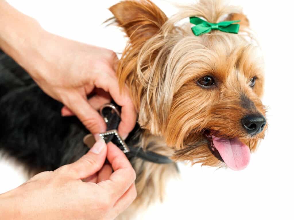 What Is Dog Collar Rash And How To Prevent Collar Chafing? Oodle Life