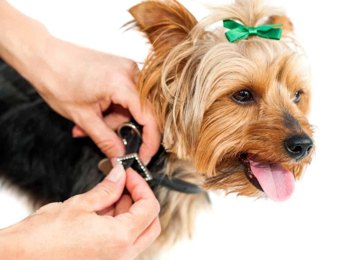 What Is Dog Collar Rash And How To Prevent Collar Chafing? Oodle Life