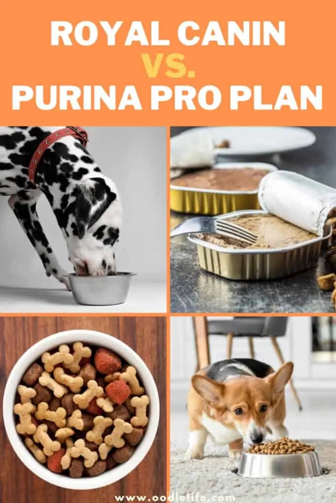 royal canin vs purina pro plan