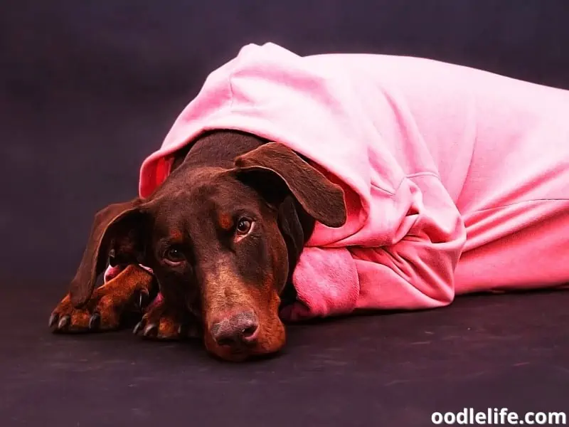 sad Doberman