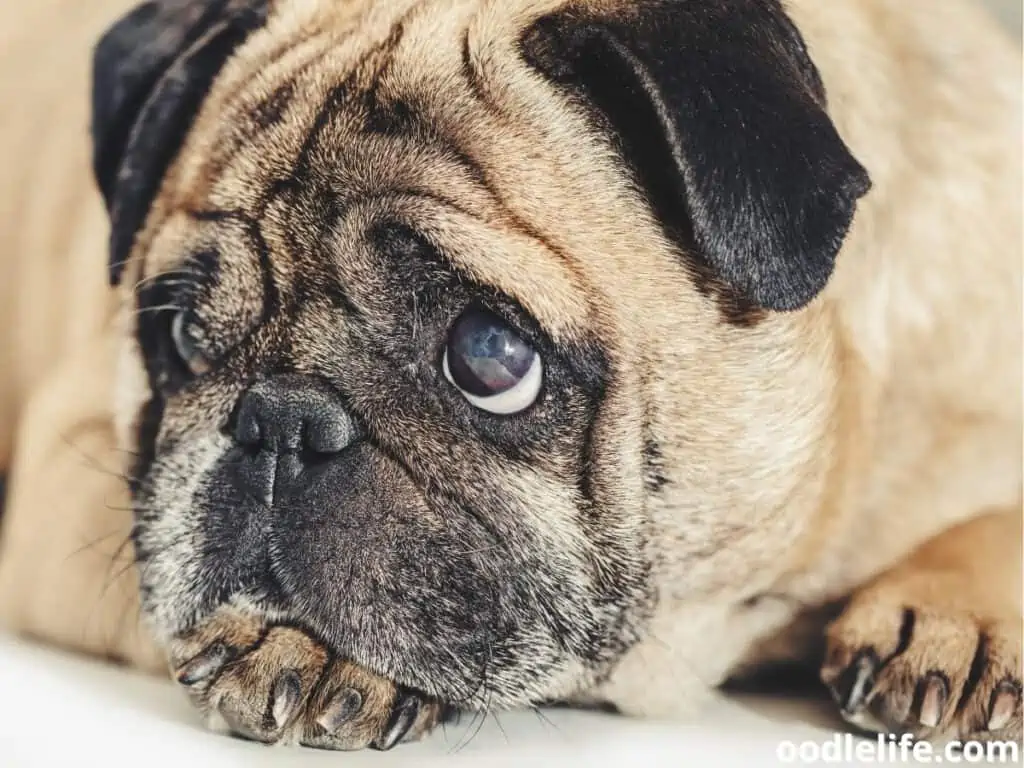 sad looking Pug