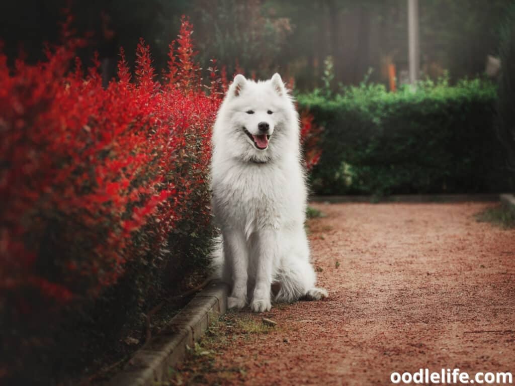 Samoyed dog sitting