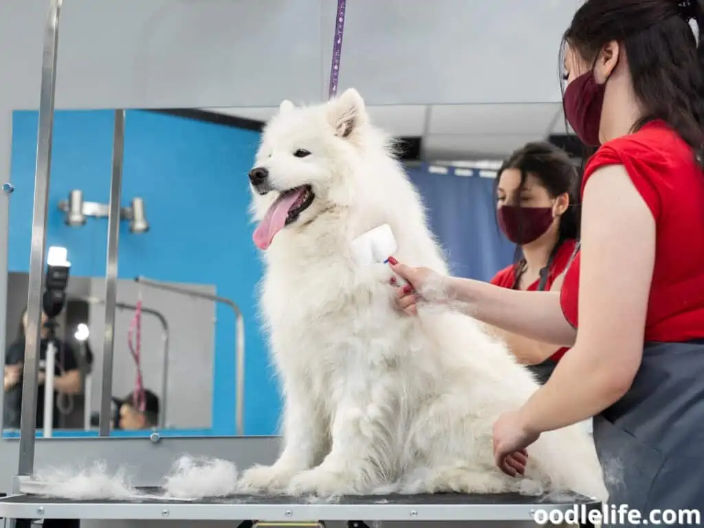 Samoyed grooming