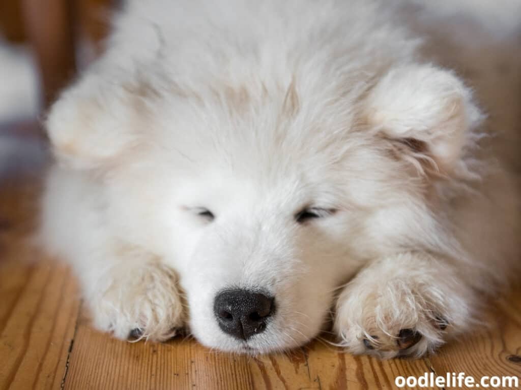 Samoyed puppy sleeping