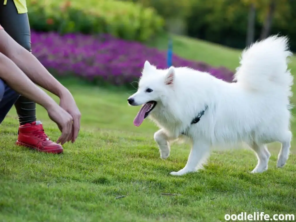 Samoyed running in the garden