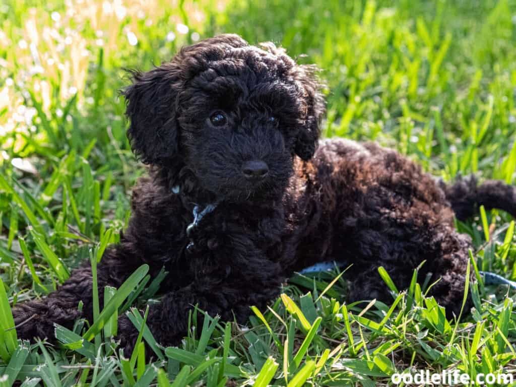 Schnoodle puppy in the grass