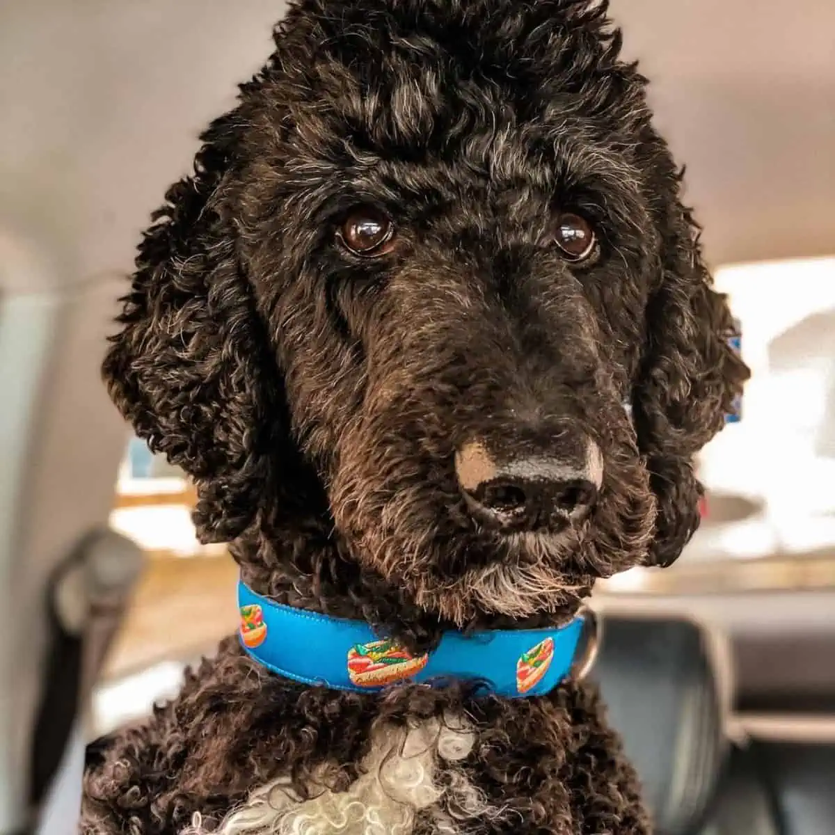 serious Labradoodle wears collar