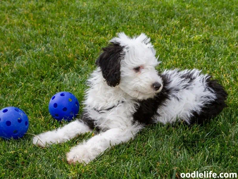 Sheepadoodle and balls