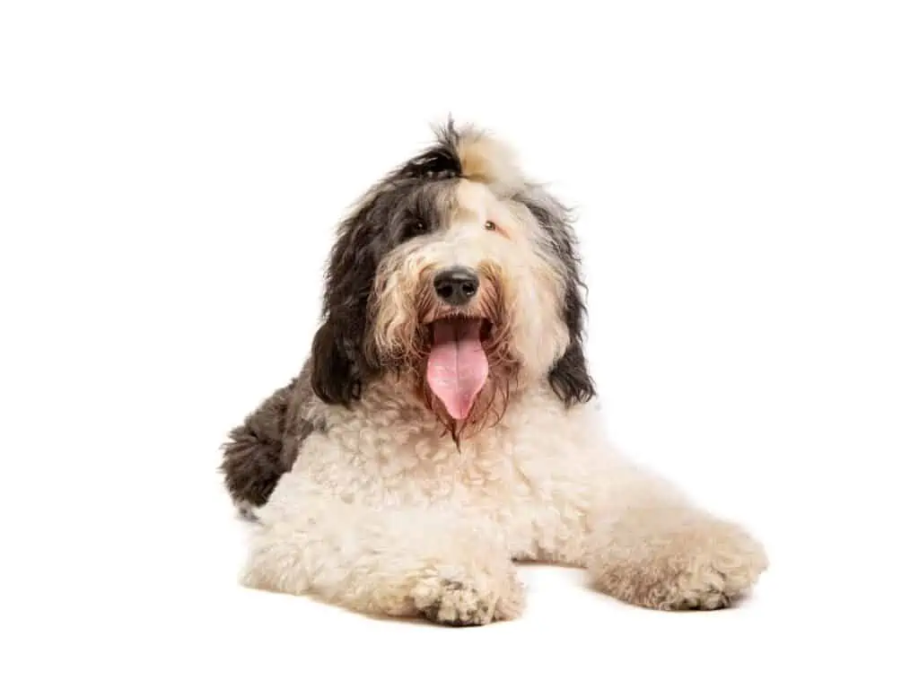 Sheepadoodle on a white background