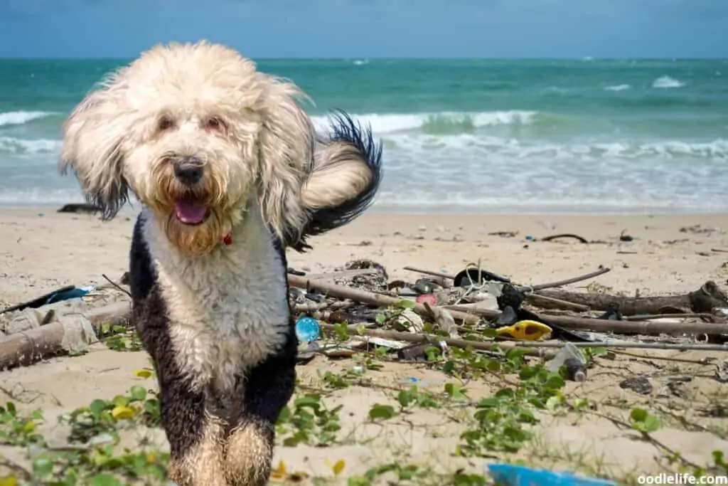 sheepadoodle on dirty beach