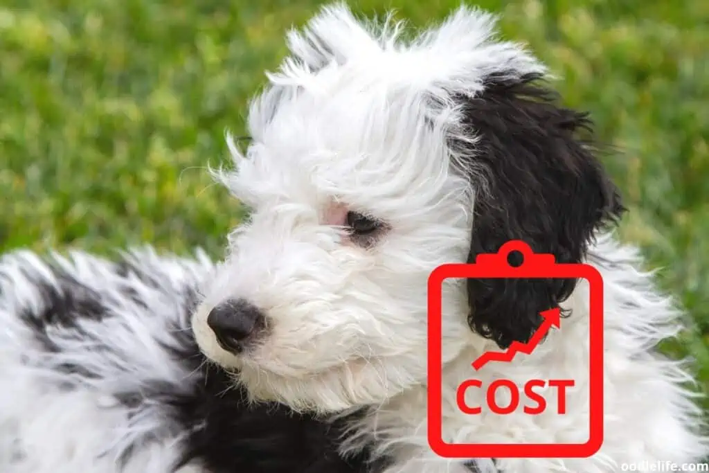 sheepadoodle puppy cost