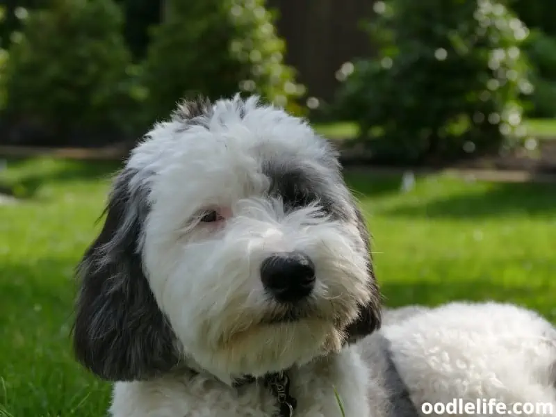 Sheepadoodle puppy