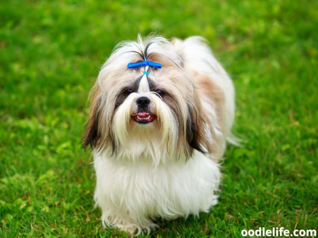 Approche de Shih Tzu