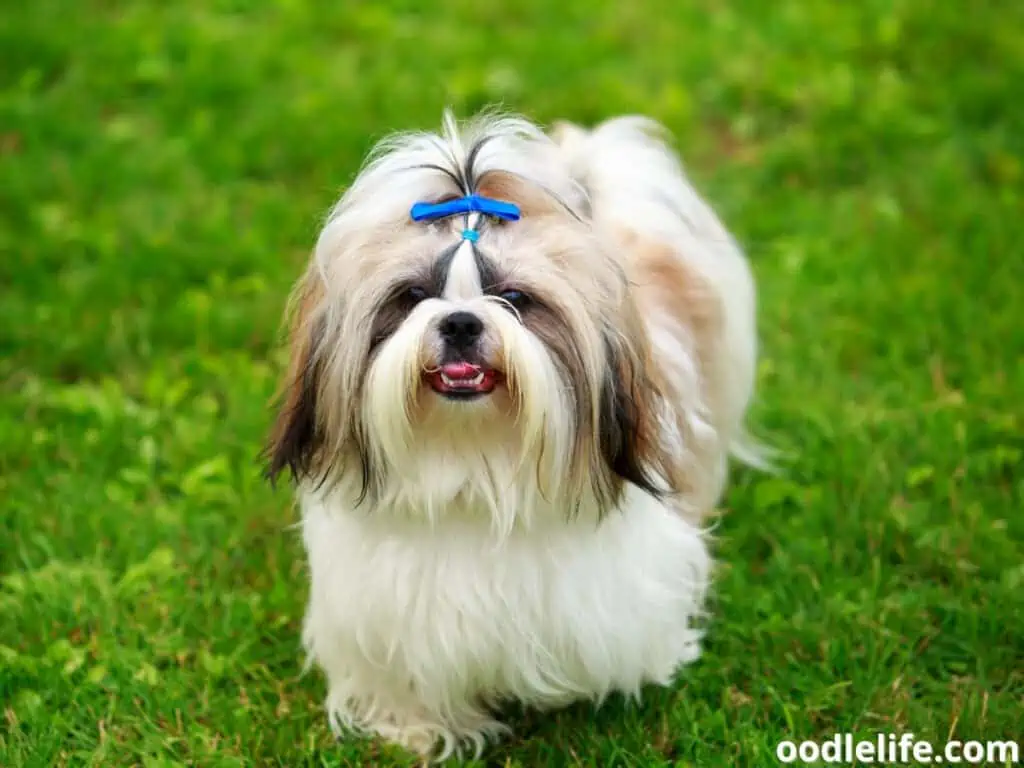 Shih Tzu approaching