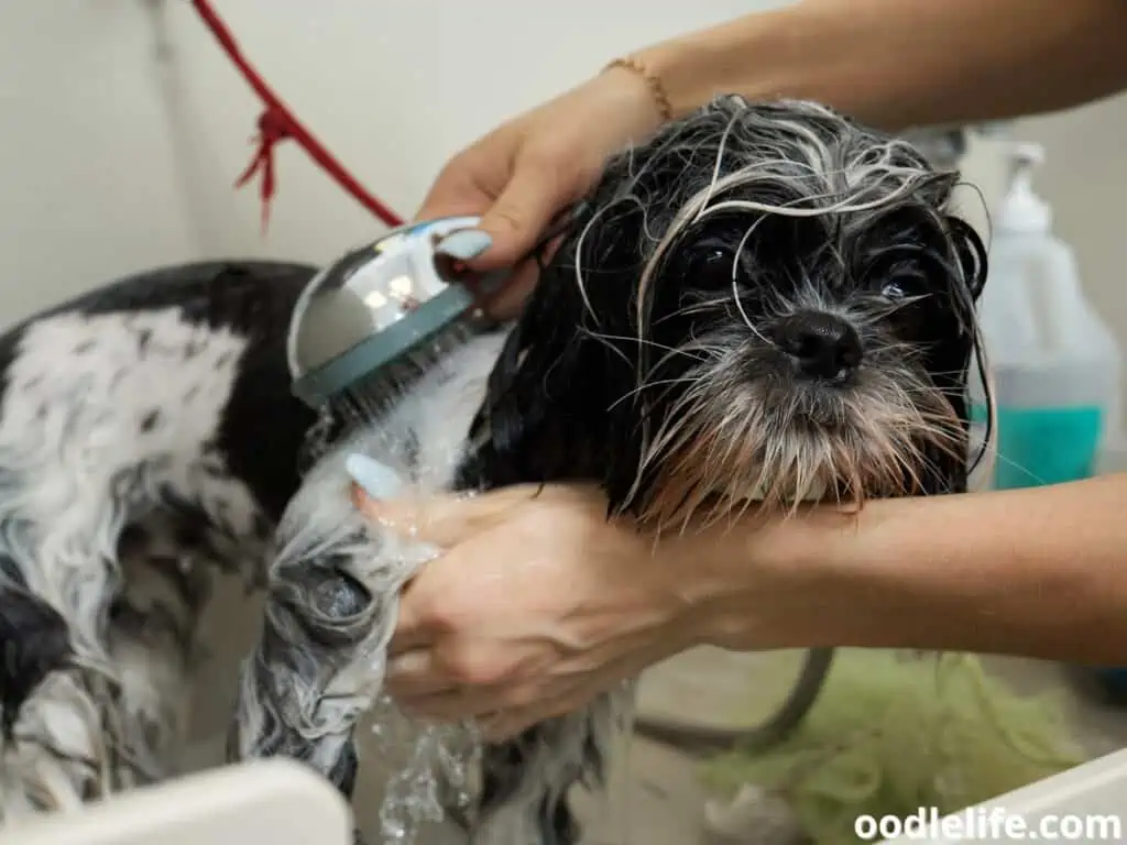 Shih Tzu bath time