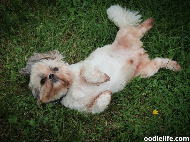 Shih Tzu lying on the grass