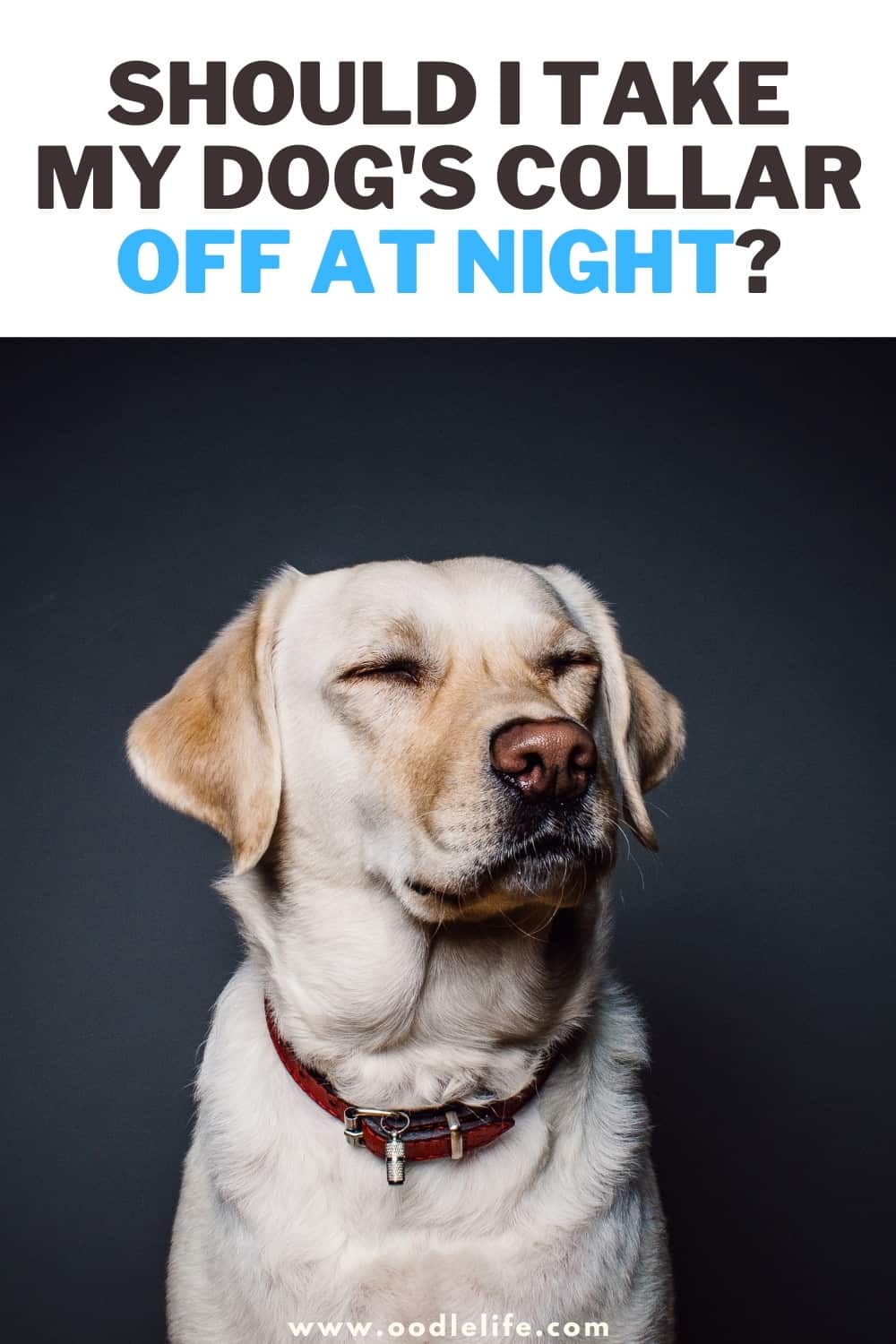 Should I Take My Dog’s Collar Off At Night? [Expert Advice] Oodle Life