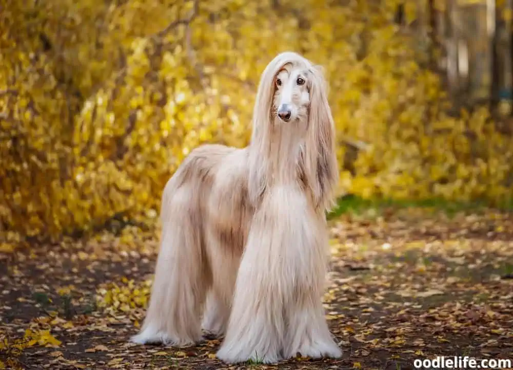 single coat dog breeds