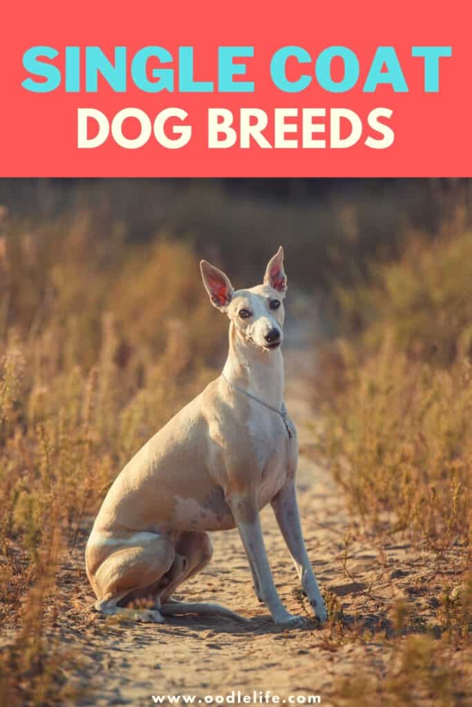 11 Best Single Coat Dog Breeds (with Photos) - Oodle Life 11 Best Single Coat Dog Breeds (with Photos) - Oodle Life
