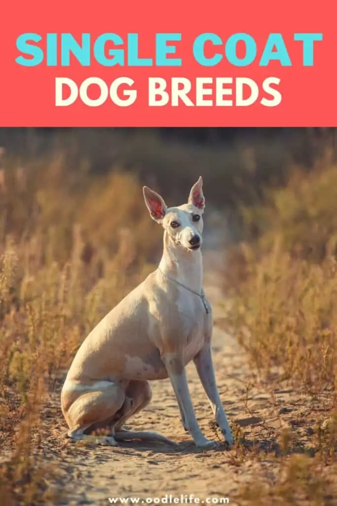 single coat dog breeds