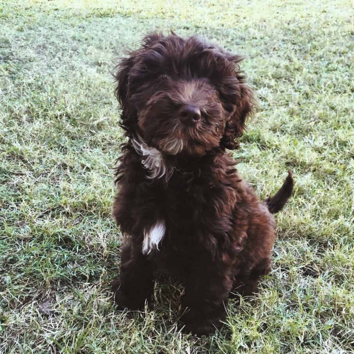 sitting a Mini Labradoodle