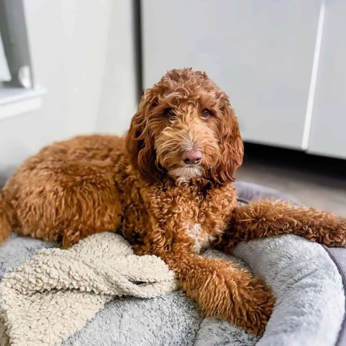 sleeping time for Goldendoodle