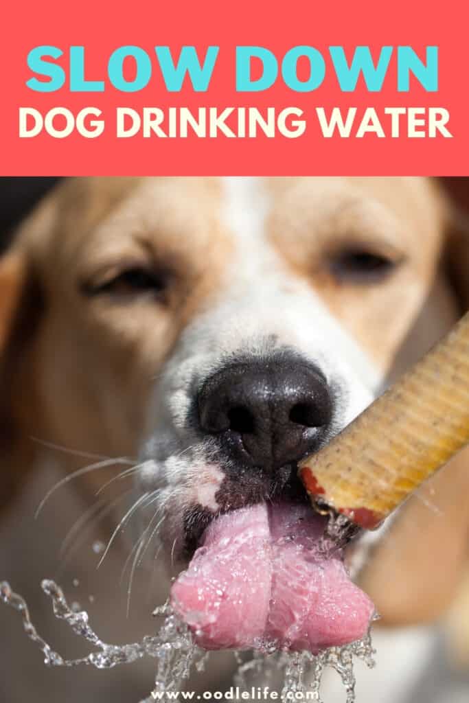 how do you get a sick dog to drink water