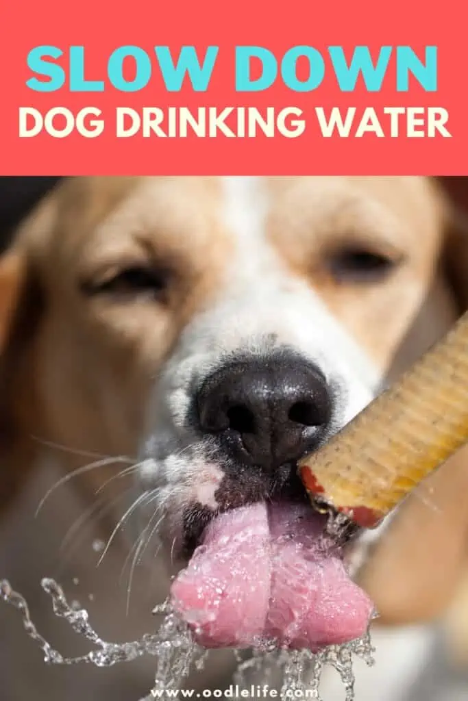 slow down dog drinking water