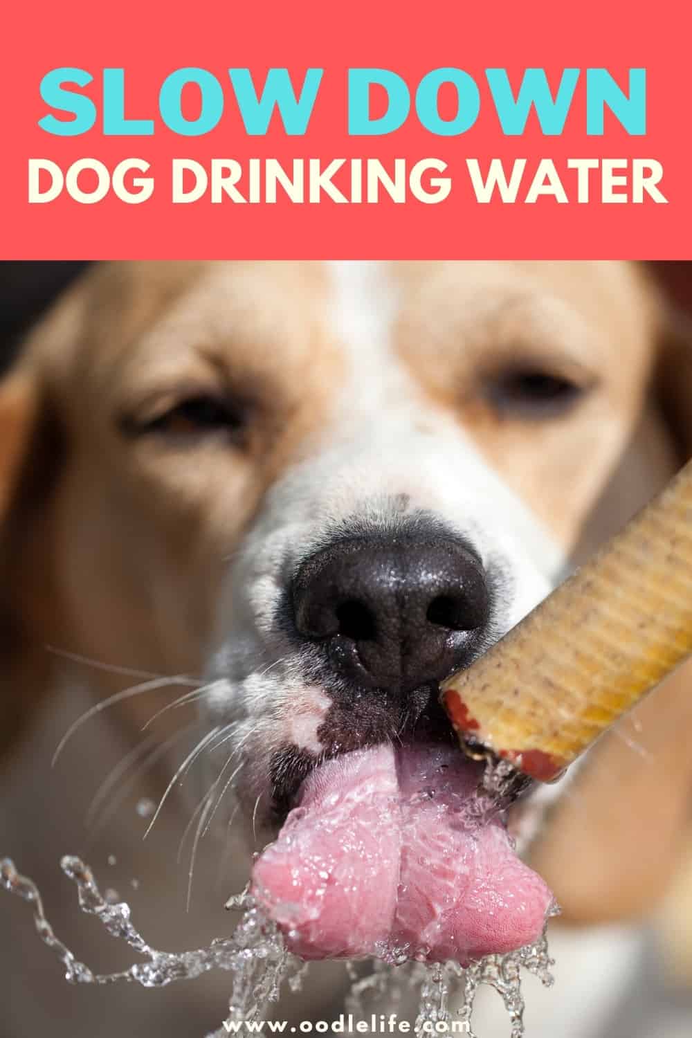 How To Slow Down Dog Drinking Water? [Tactics] Oodle Life